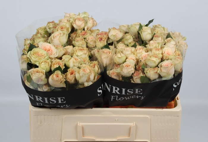 <h4>R TR SANCERRE</h4>