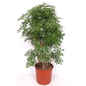Schefflera arboricola 'Luseana'