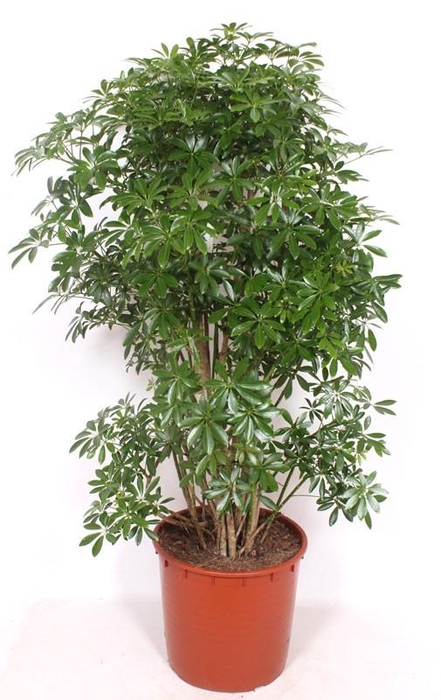 <h4>Schefflera arboricola 'Luseana'</h4>