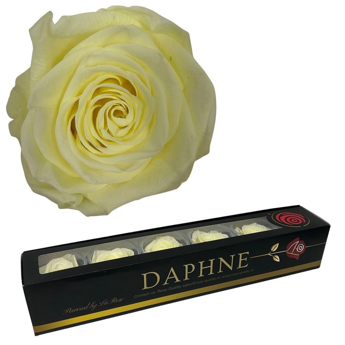 <h4>R Preserved Pastel Yellow Xl</h4>