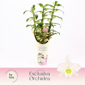 Dendrobium Nobilé, Apollon 3-spike 'Exclusiva Orchidea' Potcover