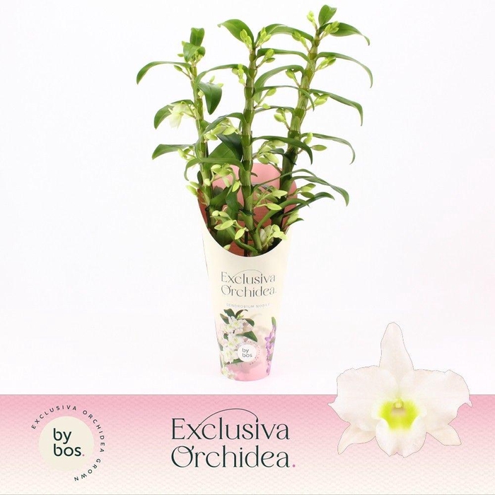 <h4>Dendrobium Nobilé, Apollon 3-spike 'Exclusiva Orchidea' Potcover</h4>