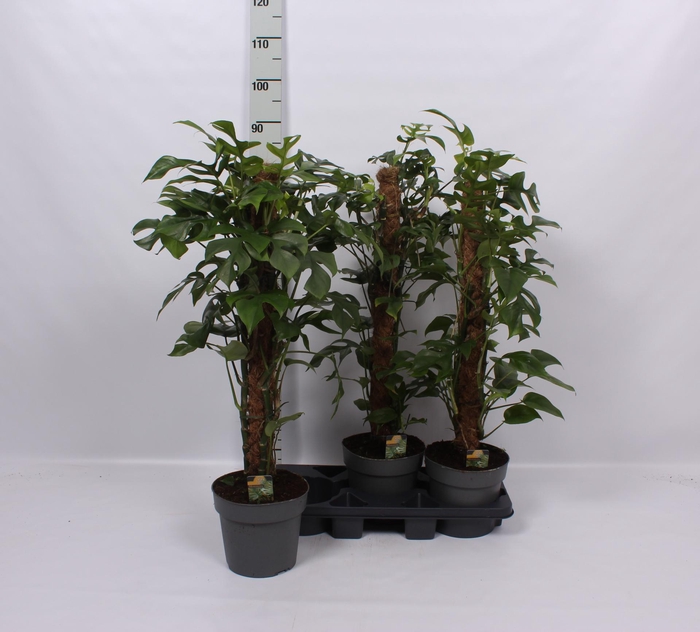 <h4>PHIL OVERIG</h4>