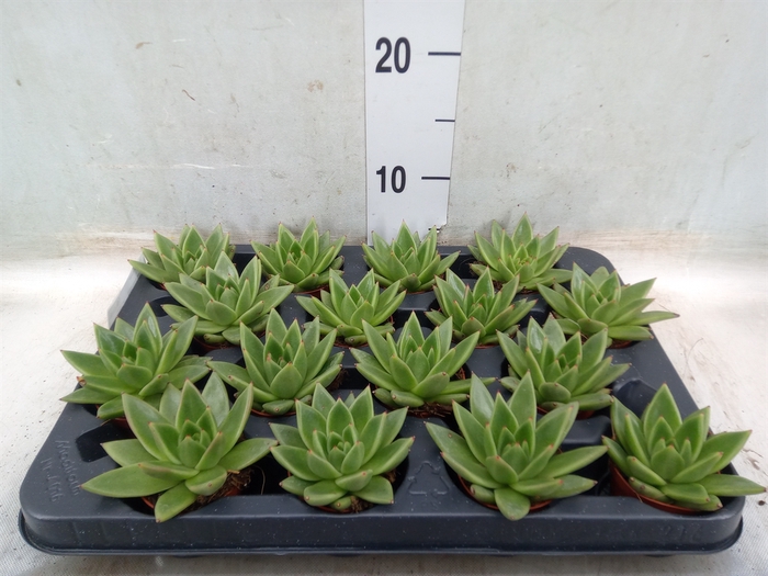 <h4>Echeveria  'Miranda'</h4>