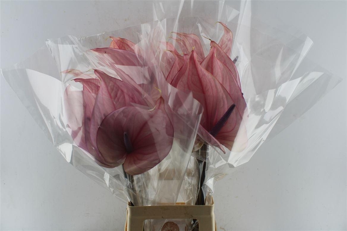 <h4>Anth A Bellanca</h4>