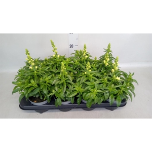 Antirrhinum  'Dragon Yellow'