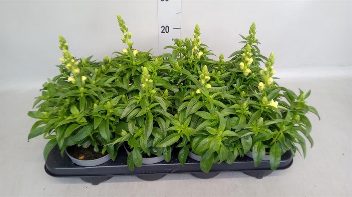 <h4>Antirrhinum  'Dragon Yellow'</h4>