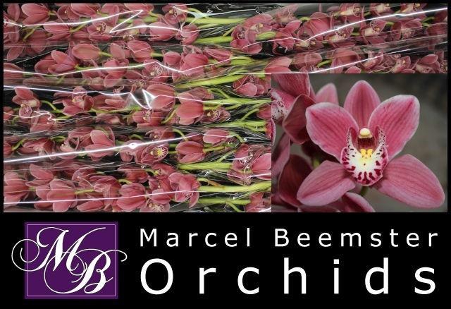 <h4>CYMB MI PINK PERFECT</h4>