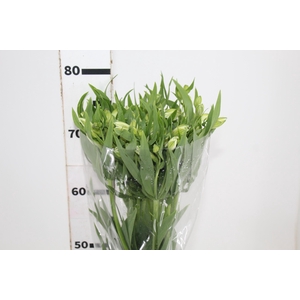 ALSTROEMERIA PRESTIGE 080 CM BRANCO
