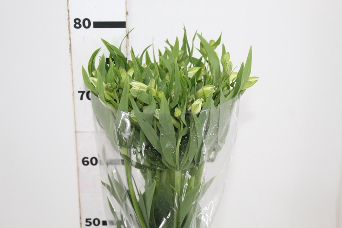 <h4>ALSTROEMERIA PRESTIGE 080 CM BRANCO</h4>