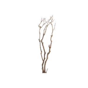 Syringa Branch Extra Morris
