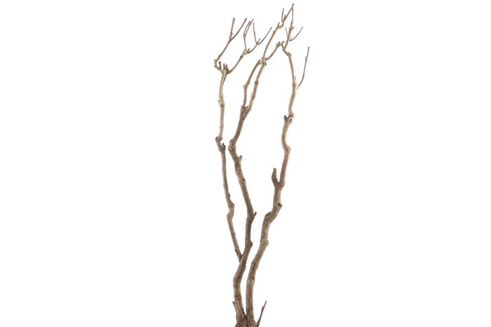 <h4>Syringa Branch Extra Morris</h4>