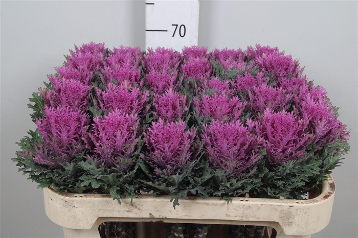 <h4>Brass Crane Queen</h4>