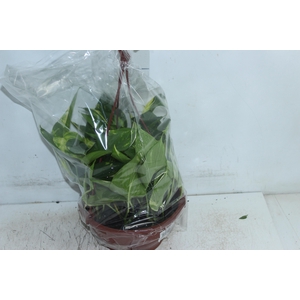 JIBOIA VERDE C21 PENDENTE