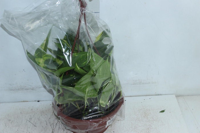JIBOIA VERDE C21 PENDENTE