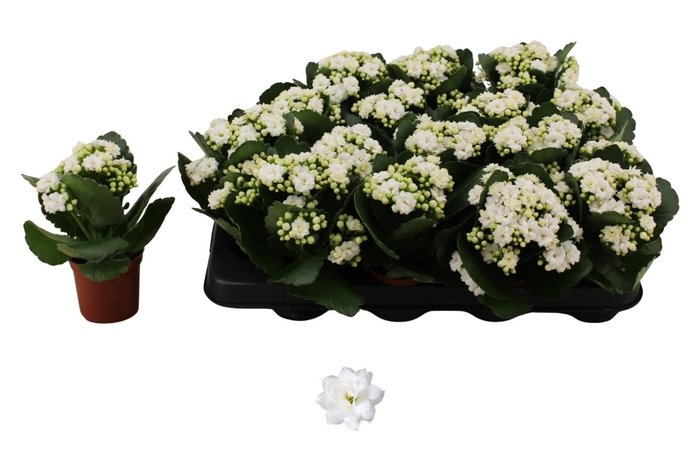 <h4>KAL GE DON DIONE</h4>