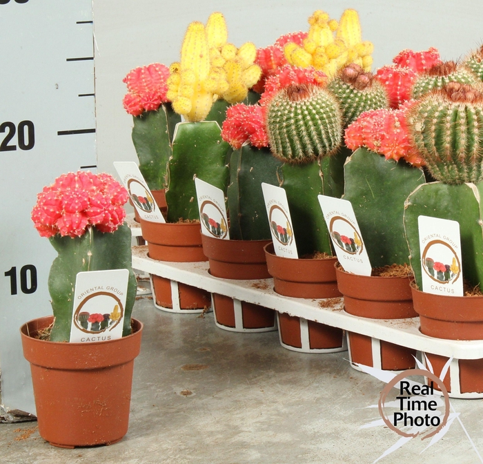 <h4>CACTUS GEM</h4>