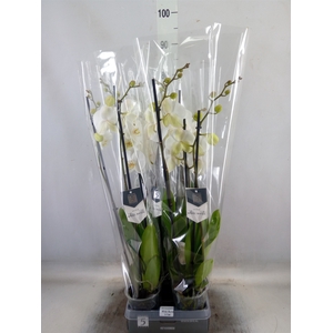 Phalaenopsis  'White World'