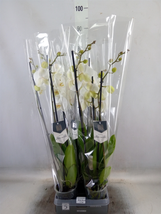 <h4>Phalaenopsis  'White World'</h4>