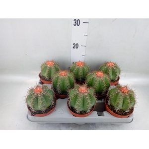 Melocactus matanzanus