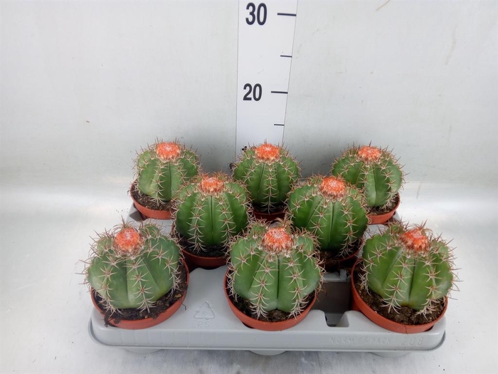 <h4>Melocactus matanzanus</h4>