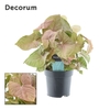 Syngonium Red Heart Feel Green (Decorum)