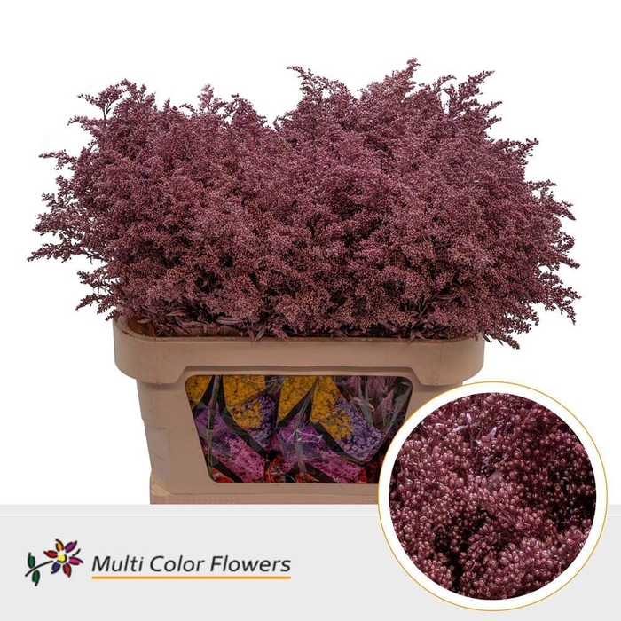 <h4>Solidago Colored ROSE GOLD</h4>