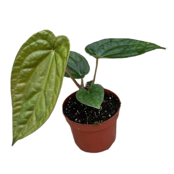 <h4>Anthurium magnificum x Luxurians</h4>