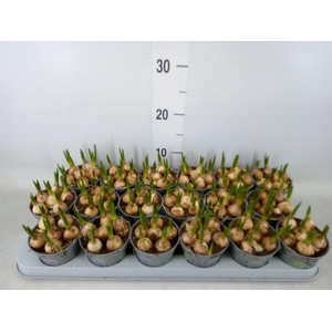 Muscari  'Magic White'