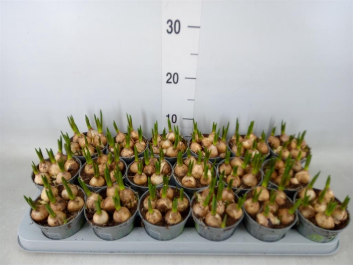 <h4>Muscari  'Magic White'</h4>