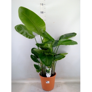 Strelitzia nicolai