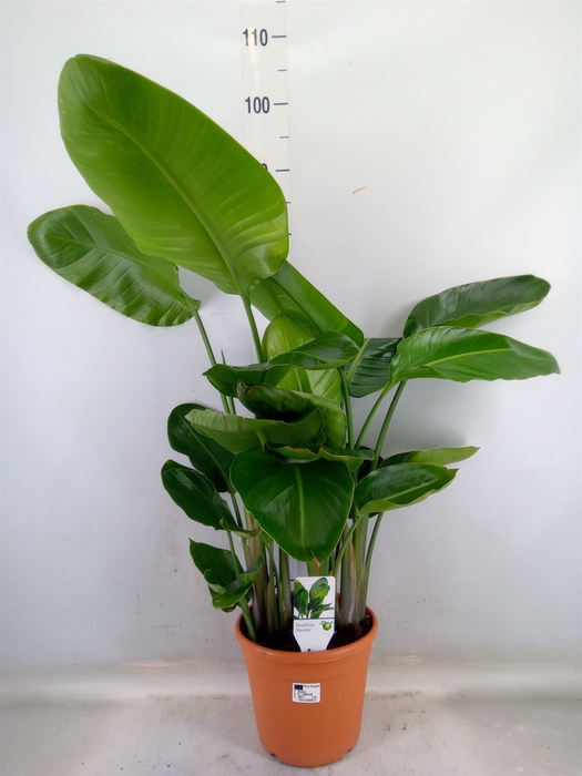 <h4>Strelitzia nicolai</h4>