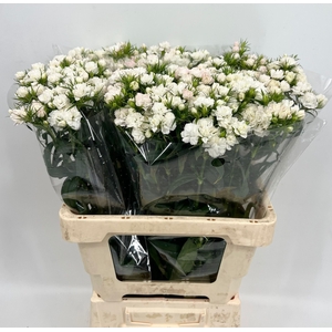 Dianthus Br Doblino White