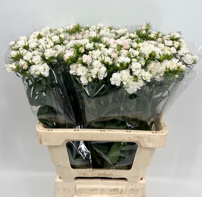 <h4>Dianthus Br Doblino White</h4>