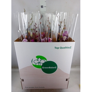 Phalaenopsis   ...mix