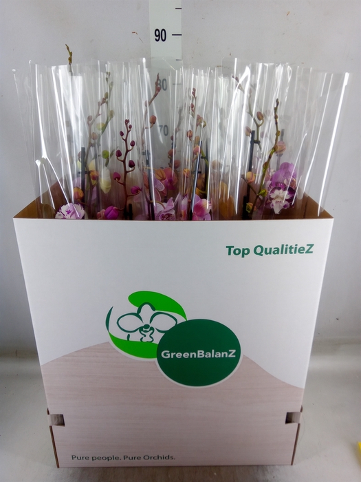 <h4>Phalaenopsis   ...mix</h4>
