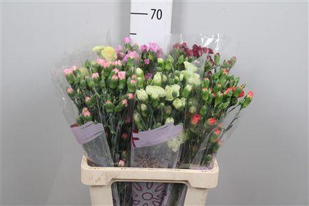 <h4>Di Tr Gem In Fust</h4>