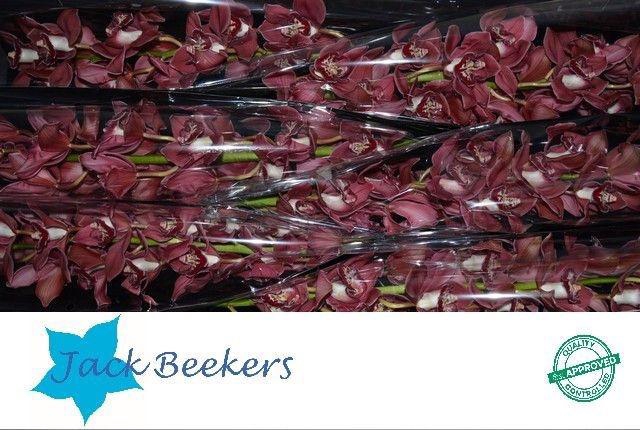 <h4>CYMB T FERR-ARI</h4>