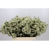 Chamelaucium Ivory Pearl
