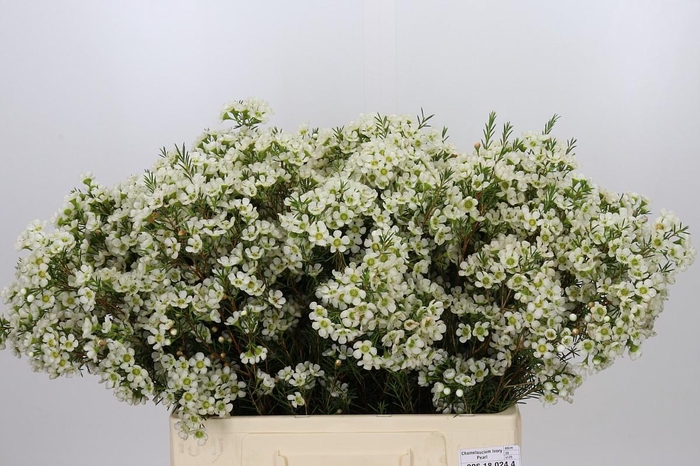 <h4>Chamelaucium Ivory Pearl</h4>