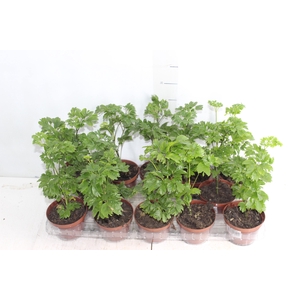 ARVORE DA FELICIDADE P11