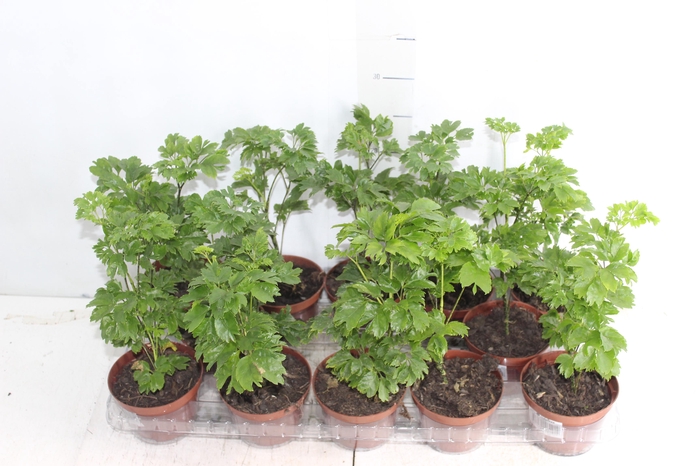 <h4>ARVORE DA FELICIDADE P11</h4>