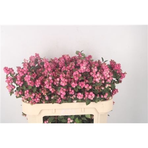 Sympho Mag Ruby Fall Dark Pink