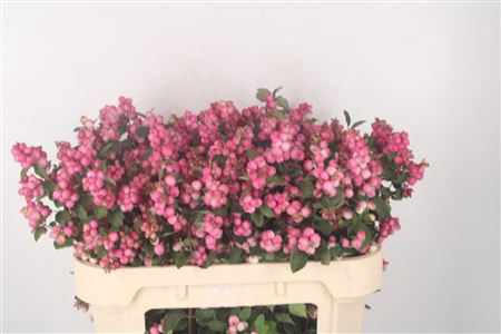 <h4>Sympho Mag Ruby Fall Dark Pink</h4>