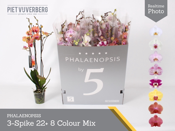 <h4>PHAL GEM 8 KL</h4>