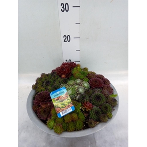 Sempervivum   ...