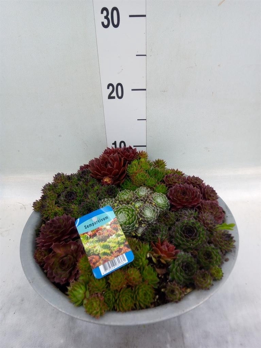 <h4>Sempervivum   ...</h4>