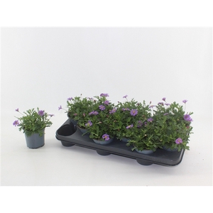 Brachyscome Fresco Purple