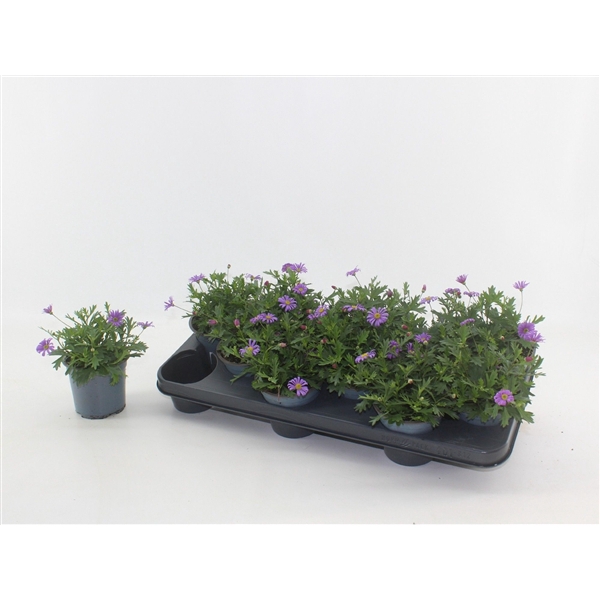 <h4>Brachyscome Fresco Purple</h4>