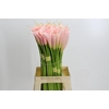 Zantedeschia Eydolls Salmon